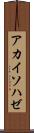 アカイソハゼ Scroll