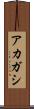 アカガシ Scroll