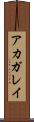 アカガレイ Scroll
