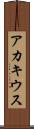 アカキウス Scroll