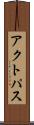 アクトパス Scroll