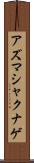 アズマシャクナゲ Scroll