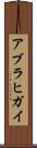 アブラヒガイ Scroll