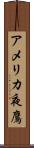 アメリカ夜鷹 Scroll