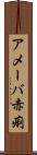アメーバ赤痢 Scroll