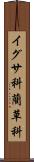 イグサ科 Scroll