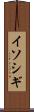 イソシギ Scroll