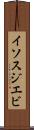 イソスジエビ Scroll