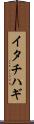 イタチハギ Scroll