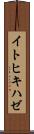 イトヒキハゼ Scroll