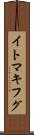 イトマキフグ Scroll