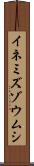イネミズゾウムシ Scroll