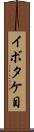 イボタケ目 Scroll
