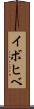 イボヒベ Scroll