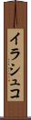 イラシュコ Scroll