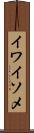 イワイソメ Scroll