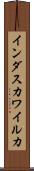 インダスカワイルカ Scroll