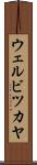 ウェルビツカヤ Scroll