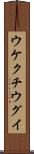 ウケクチウグイ Scroll