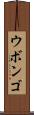 ウボンゴ Scroll