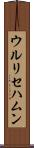 ウルリセハムン Scroll