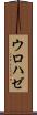 ウロハゼ Scroll