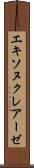 エキソヌクレアーゼ Scroll