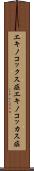 エキノコックス症 Scroll