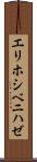 エリホシベニハゼ Scroll
