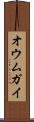 オウムガイ Scroll