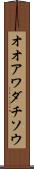 オオアワダチソウ Scroll