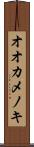 オオカメノキ Scroll
