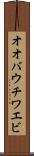 オオバウチワエビ Scroll