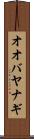 オオバヤナギ Scroll