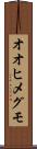 オオヒメグモ Scroll
