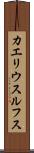 カエリウスルフス Scroll