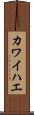 カワイハエ Scroll