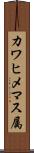 カワヒメマス属 Scroll