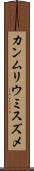 カンムリウミスズメ Scroll