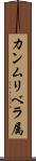 カンムリベラ属 Scroll