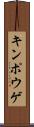 キンポウゲ Scroll
