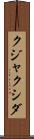 クジャクシダ Scroll