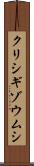 クリシギゾウムシ Scroll