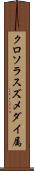 クロソラスズメダイ属 Scroll