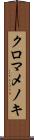 クロマメノキ Scroll