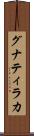 グナティラカ Scroll