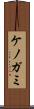 ケノガミ Scroll