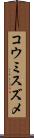 コウミスズメ Scroll
