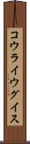 コウライウグイス Scroll