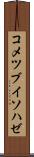コメツブイソハゼ Scroll